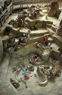 Paleontologists Ecavating Colombian Mammoth Remains