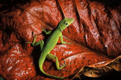 Rain Forest Anole