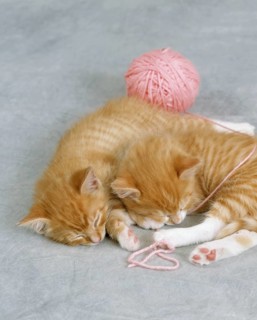 Sleeping Kittens