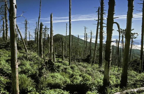 Acid Rain Damage