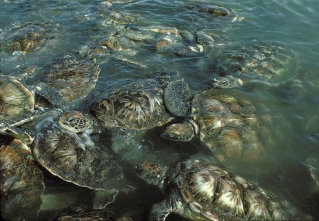 Green Sea Turtles