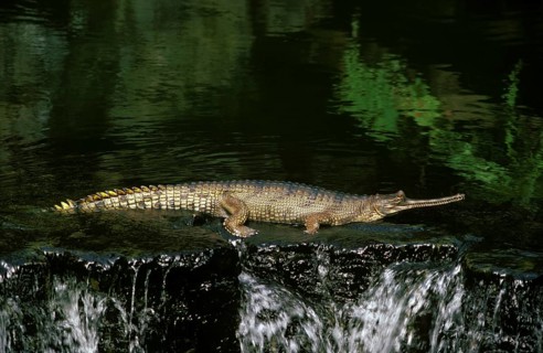 Indian Gavial