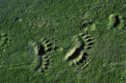 Grizzly Bear Tracks