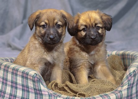 German Shepard Puppies