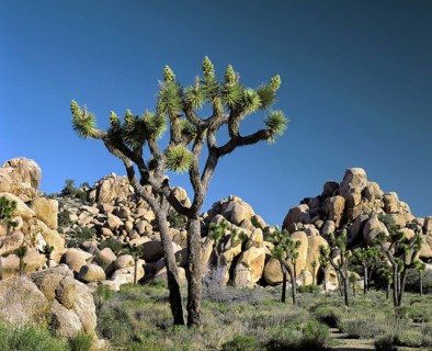 Joshua Tree National Park