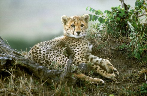Cheetah Cub