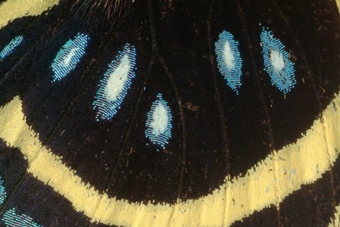 ECU of Butterfly Wing Showing Scales