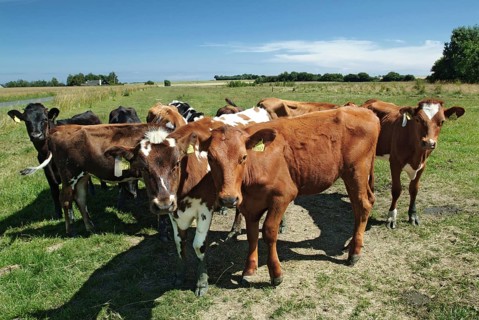 Danish Red cattle