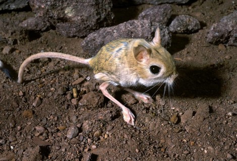 Egyptian Jerboa
