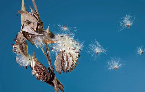 Milkweed Seed Flight