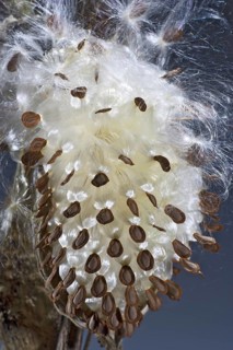 Bursting Milkweed Seed Pod