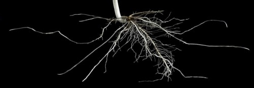 Bean Seed Root System Forming
