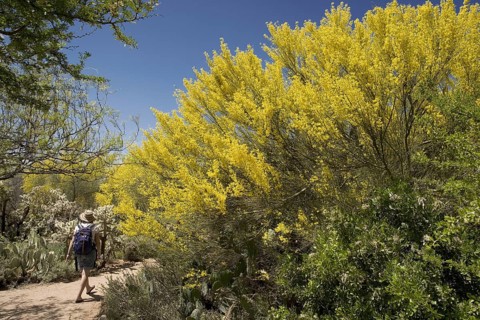 Palo Verde Tree in Bloom