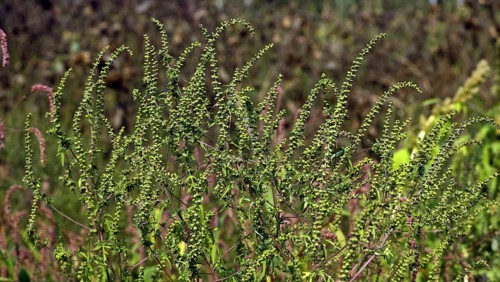 Ragweed