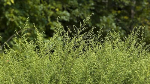 Ragweed