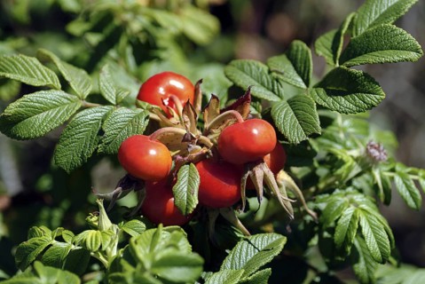 Rose Hips