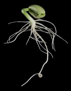 Bean Seed Sprouting