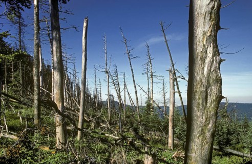 Acid Rain Damage