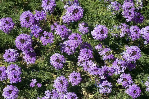Blooming Moss Verbena