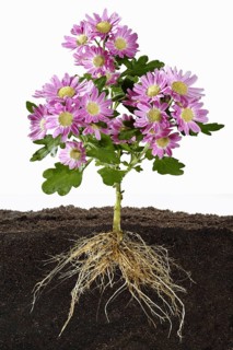 Flowering Mums Showing the Root System