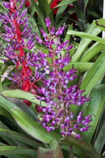 Bromeliaceae