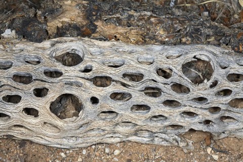 Cactus Skeleton