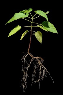 Northern Catalpa
