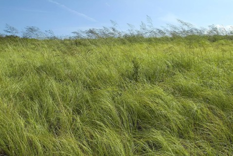 Coastal Grasses
