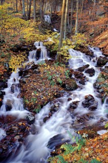 Woodland Stream
