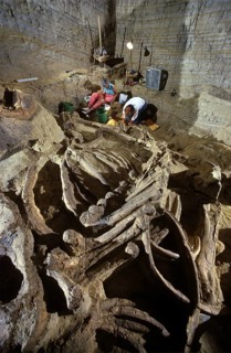 Paleontologists Excavating the Remains of a Columbian Mammoth