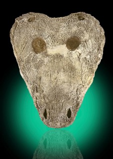 Ancient Amphibian