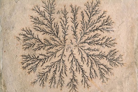 Dendrite