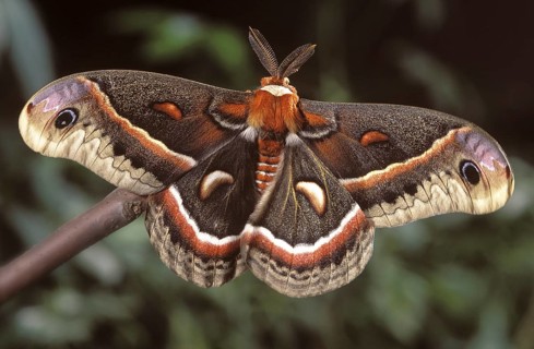 Hyalophora