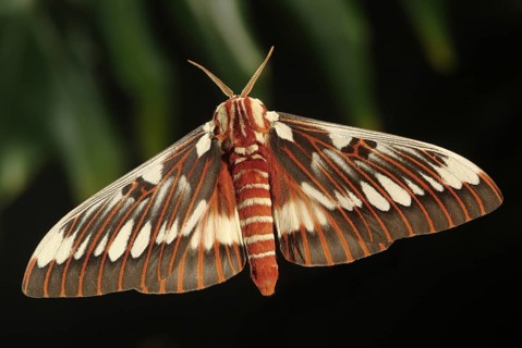 Silk Moth