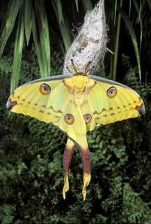 Comets Tail Moth