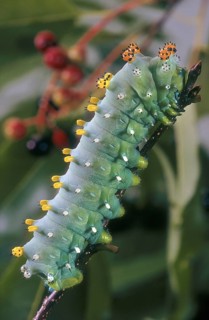 Hyalophora
