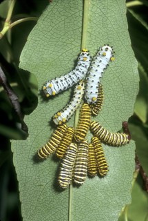 Promethea Moth Larvae