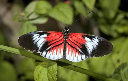 cross or passion-vine butterflies