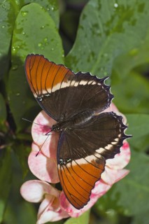 Rusty Tipped Page Butterfly