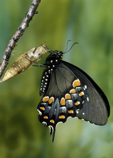 Spicebush Swallowtail Butterfly