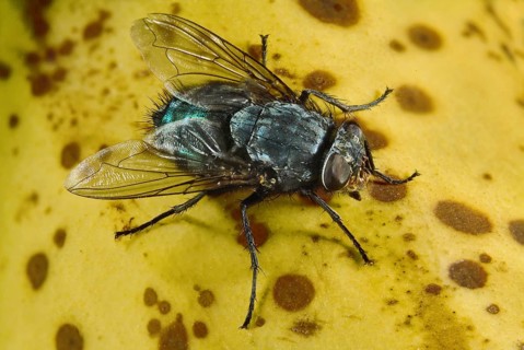 Blue Bottle Fly