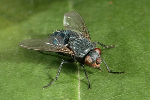 Blue Bottle Fly