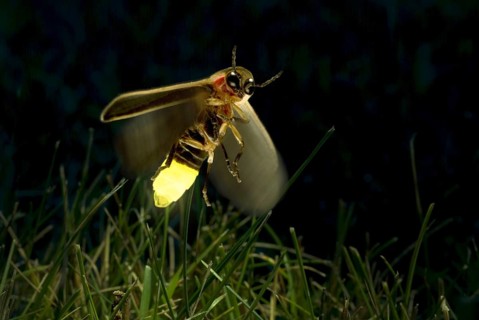 Firefly Twilight Flight
