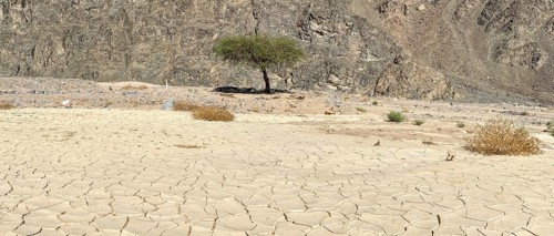 Solitary tree