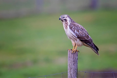Common steppe buzzard