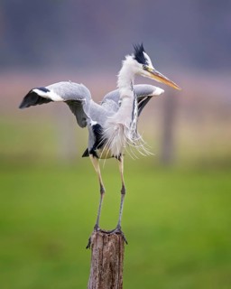 Grey heron