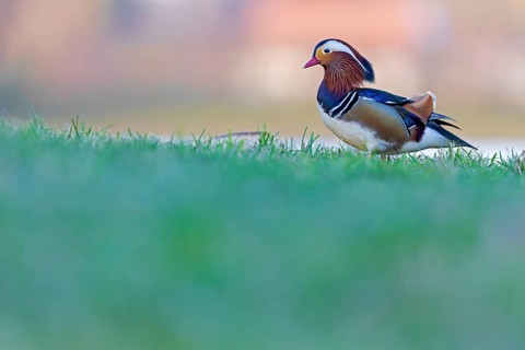 Mandarin Duck