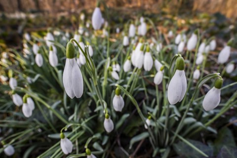 Common snowdrops