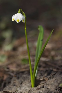 Spring snowflake