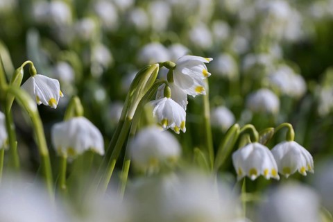Spring snowflakes